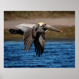 Póster Pelican en vuelo 20x16