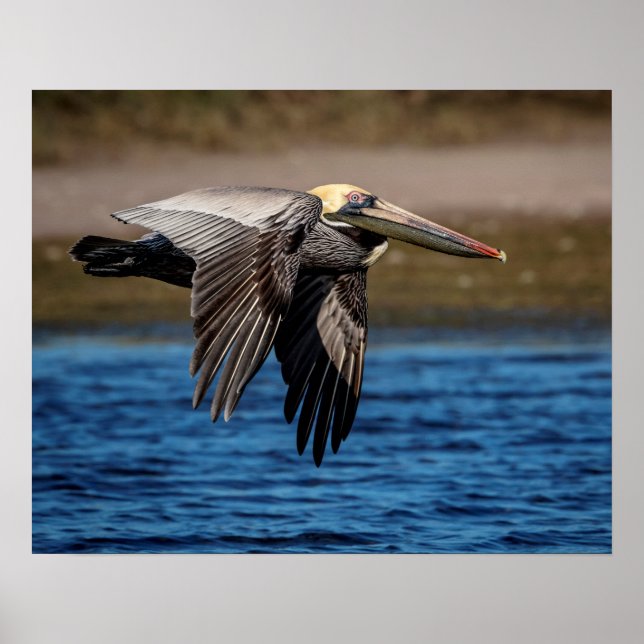 Póster Pelican en vuelo 20x16 (Frente)