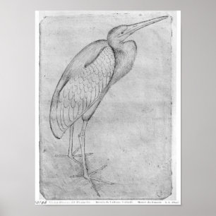 Póster Pelican, from the The Vallardi Album