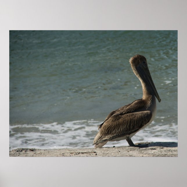 Póster Pelican marrón en la fotografía de playa (Frente)