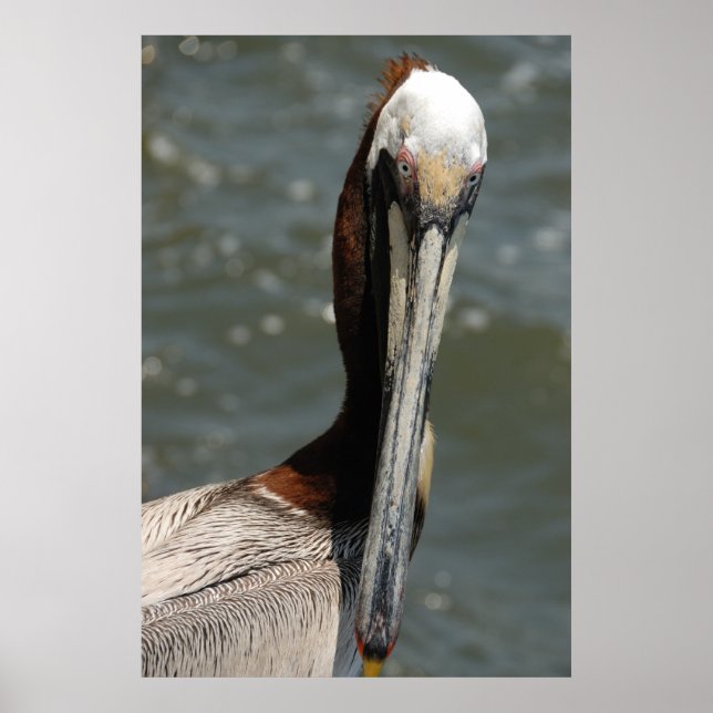 Póster Pelican mirándome Poster (Frente)