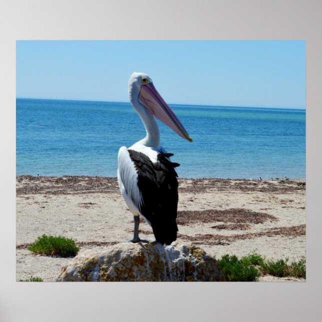 Póster Pelican On Beach Rocks, Poster (Frente)