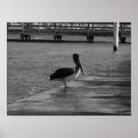Pelican on Dock - Poster blanco y negro