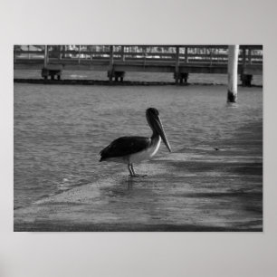 Póster Pelican on Dock - Poster blanco y negro