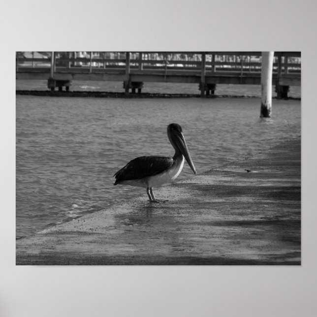 Póster Pelican on Dock - Poster blanco y negro (Frente)