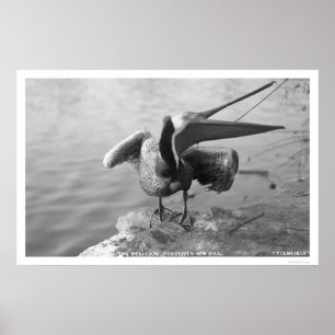 Póster Pelican Showing Off Alaska 1918