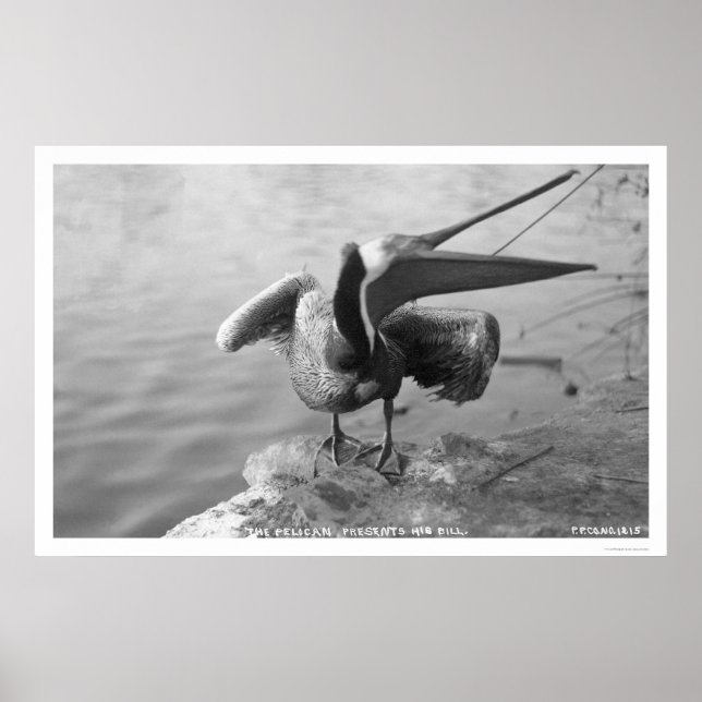 Póster Pelican Showing Off Alaska 1918 (Frente)