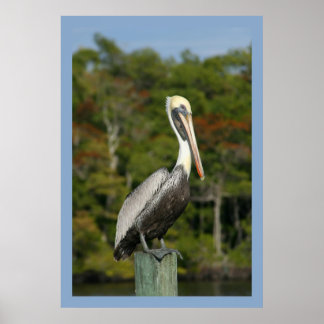 Póster Pelican sobre el azul