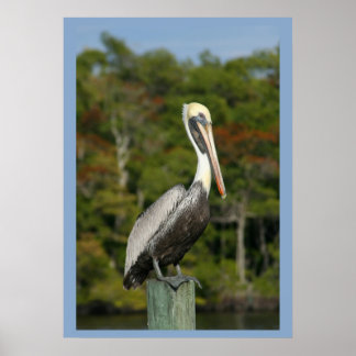 Póster Pelican sobre el azul