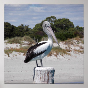 Póster Pelican Standing on Post en Sandy Beach