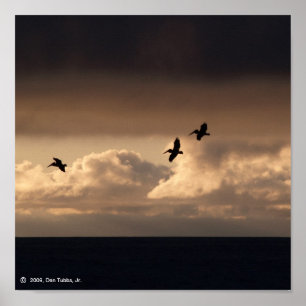 Póster Pelican Sunset