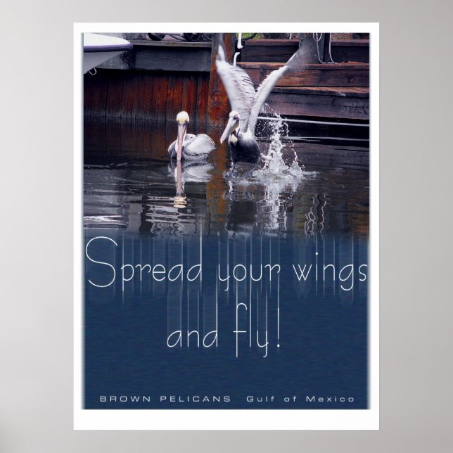 Póster Pelican Takoff (Frente)