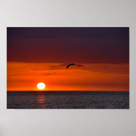Póster Pelican volando al atardecer