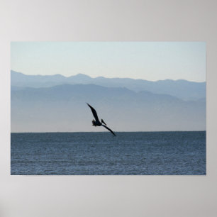 Póster Pelican volteando hacia el buceo