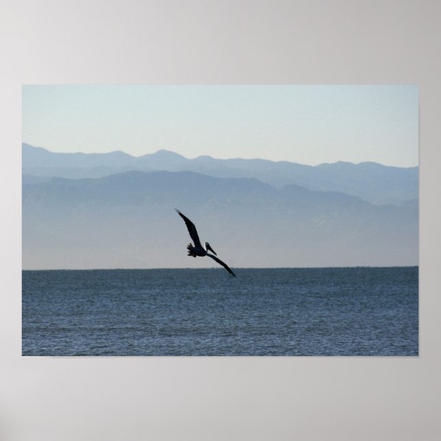 Póster Pelican volteando hacia el buceo (Frente)