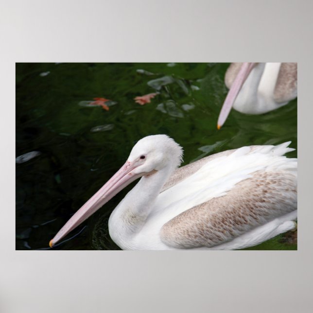 Póster Pelícano (Frente)