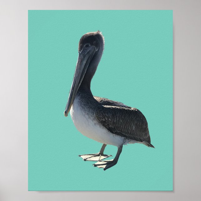 Póster Pelícano (Frente)