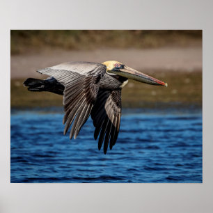 Póster pelícano 20x16 en vuelo