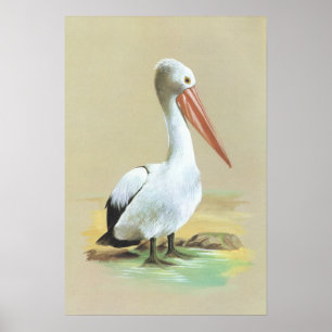 Póster Pelícano Australiano - Pelecanus confpicillatus