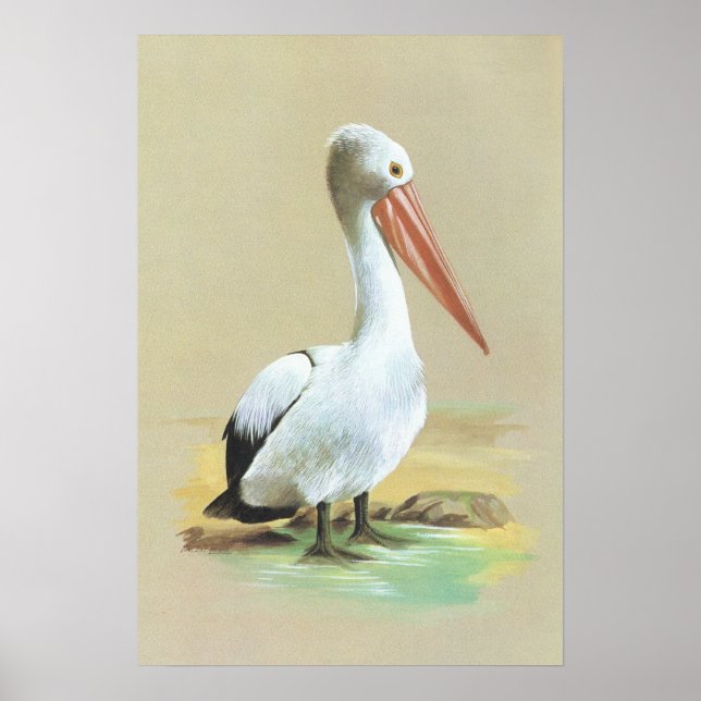 Póster Pelícano Australiano - Pelecanus confpicillatus (Frente)