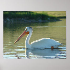 Póster Pelícano Blanco