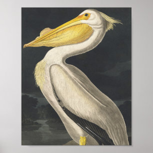 Póster Pelícano blanco estadounidense de pájaros de Améri