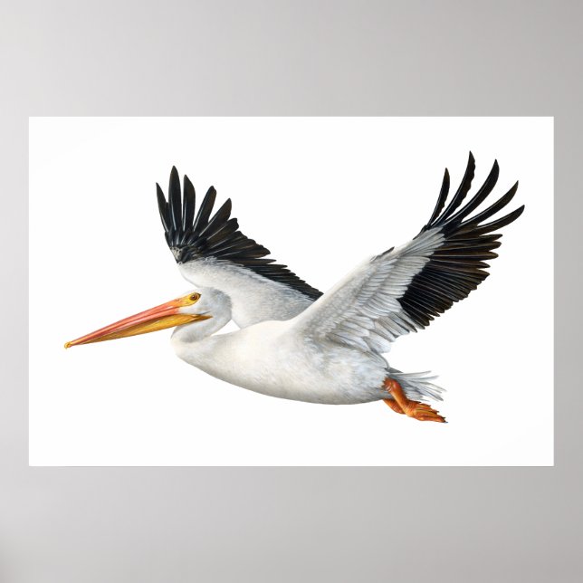 Póster Pelícano blanco estadounidense en Poster de vuelo (Frente)