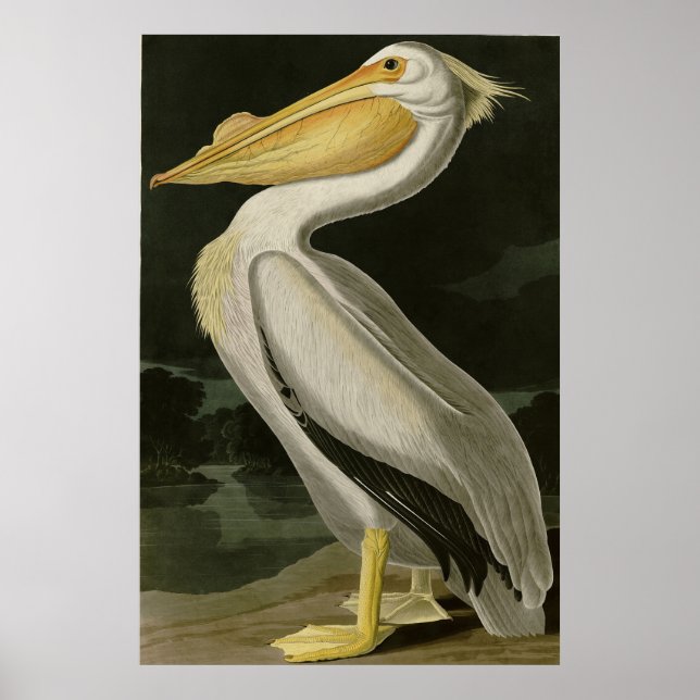 Póster Pelícano blanco estadounidense, pájaros de América (Frente)