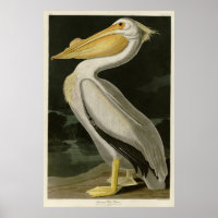Pelícano blanco estadounidense, pájaros de América