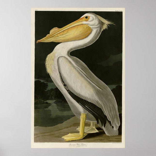 Póster Pelícano blanco estadounidense, pájaros de América (Frente)