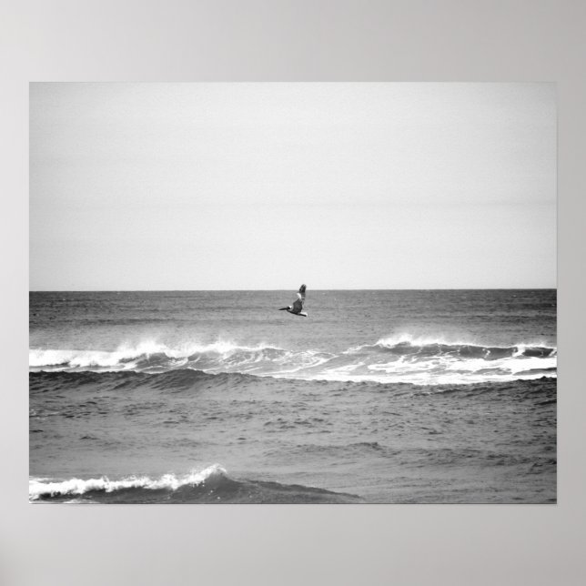 Póster Pelícano blanco y negro sobre el océano 16x20 (Frente)