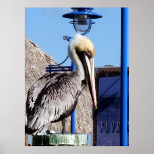 Póster Pelícano de Miami
