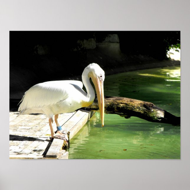 Póster Pelícano en primavera en España (Frente)