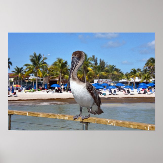 Póster Pelícano pardo, Higgs Beach, Key West, Florida (Frente)