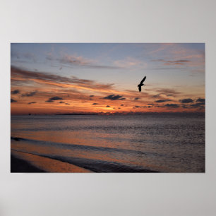 Póster Pelícano volando al amanecer, Isla Dauphin, Alabam
