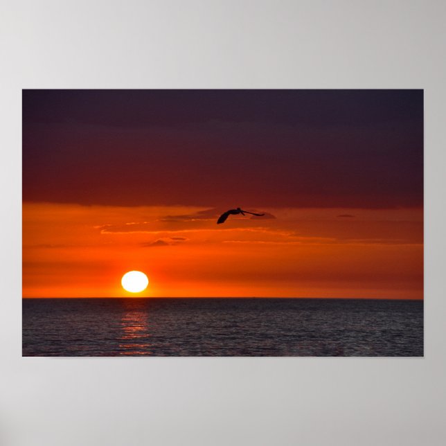 Póster Pelícano volando al atardecer (Frente)