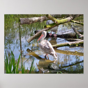 PÓSTER PELICANOS