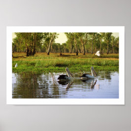 Póster Pelícanos australianos, Parque Nacional Kakadu, NT