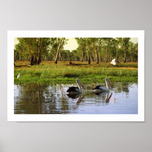 Póster Pelícanos australianos, Parque Nacional Kakadu, NT