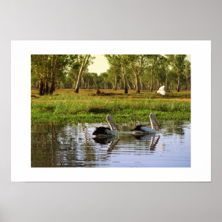 Póster Pelícanos australianos: Parque Nacional Kakadu, NT