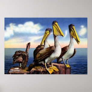 Póster Pelícanos de Florida sentados en un pilar de mader
