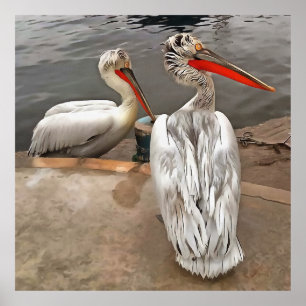 Póster Pelícanos - El retrato artístico de los gemelos gr
