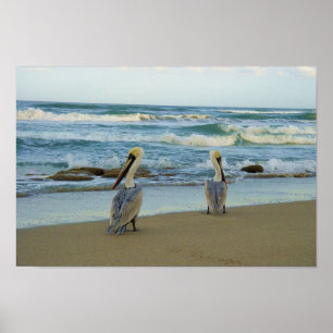 Póster Pelícanos en la playa de Jensen en la Florida