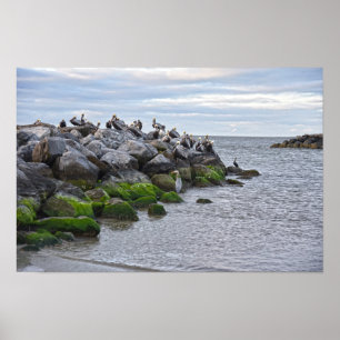 Póster "Pelícanos pardo en Pelican Point, Dauphin Point
