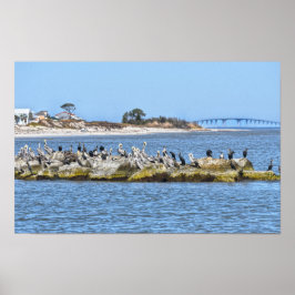 Póster Pelícanos y cormoranes y puente de la isla Dauphin