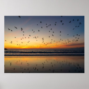 Póster Pelicans at Sunset - Venice Beach, CA