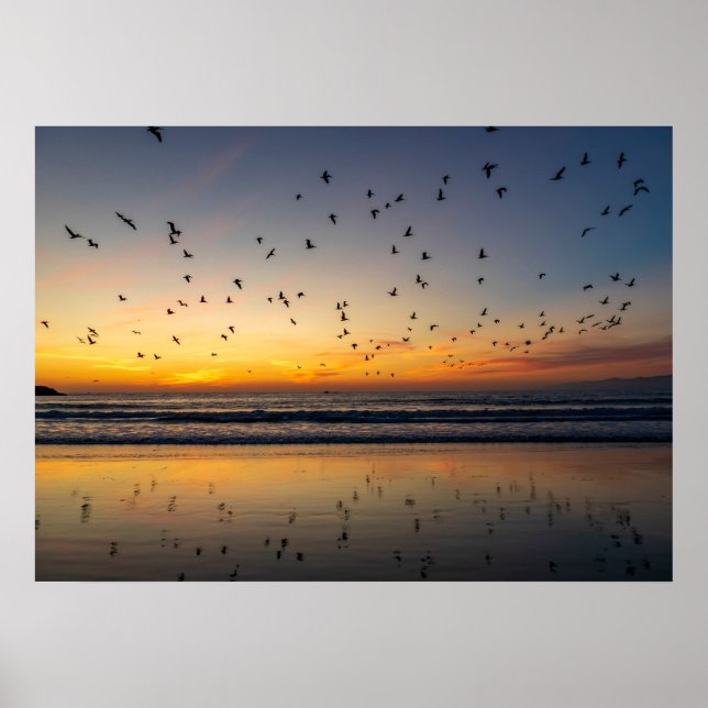 Póster Pelicans at Sunset - Venice Beach, CA (Frente)