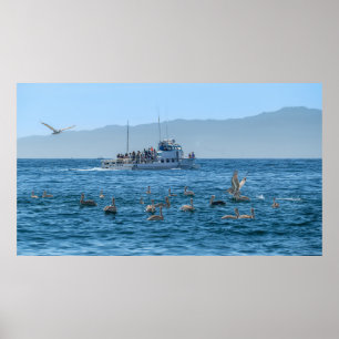 Póster Pelicans Basking & Boat - Marina Del Rey, CA