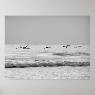 Póster Pelicans in Flight