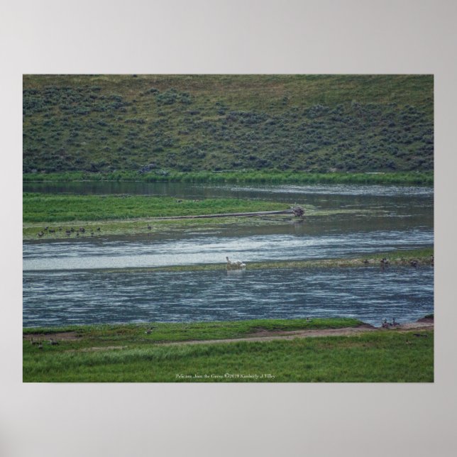 Póster Pelicans Join the Geese (Frente)